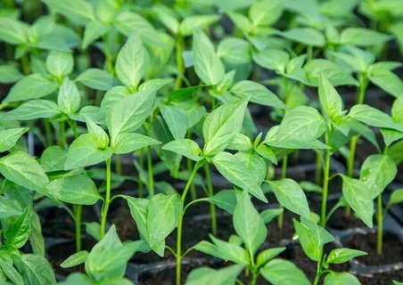 تصویر 3 از نشا فلفل دلمه ای گلخانه‌ ای با باردهی طولانی